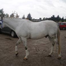 Anden særlig race Kærvangs unique