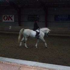 Anden særlig race Kærvangs unique