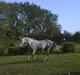 Lipizzaner Farvory Figuras