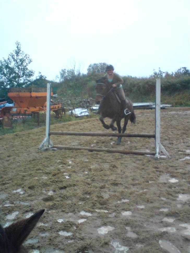Anden særlig race Ronja 'gl. lånehest' - yii´haa´(: hun har igt i bene, så derfor er springet kke så højt(: billede 4