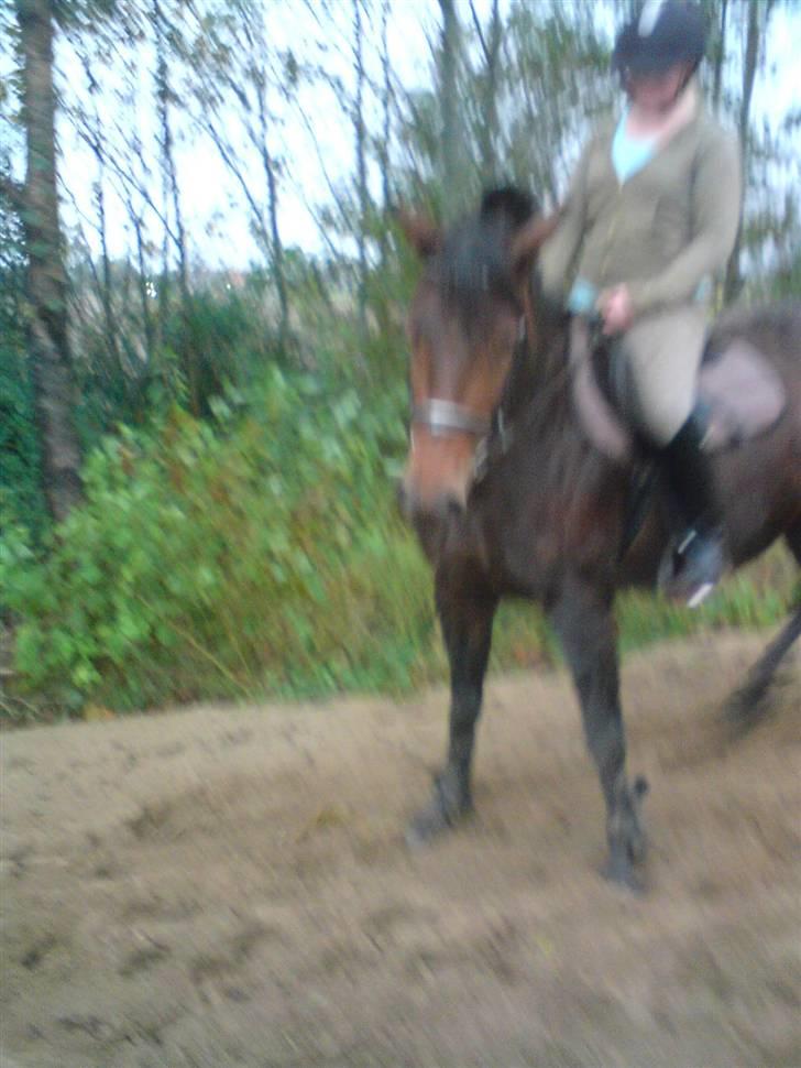 Anden særlig race Ronja 'gl. lånehest' - smuksakken´(: billede 5