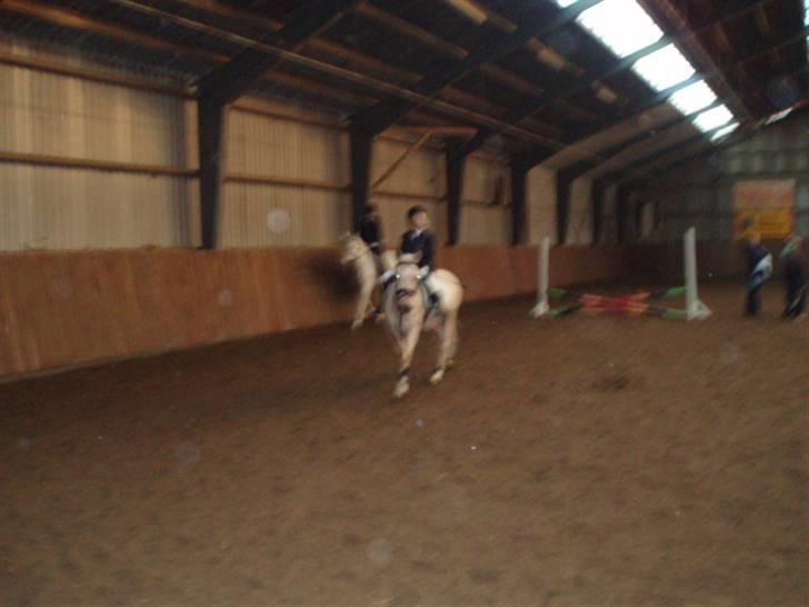 Palomino (vrk) skipper og maja<33 - Skipper i ridehallen billede 2