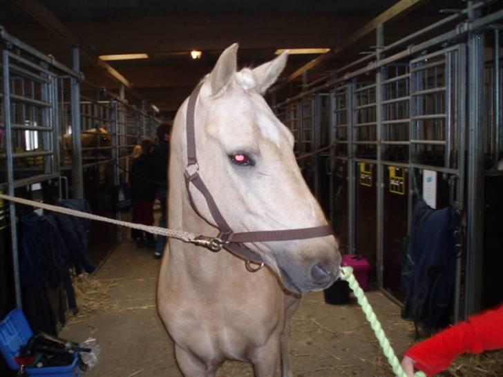 Palomino (vrk) skipper og maja<33 - Skipper på staldgangen billede 4