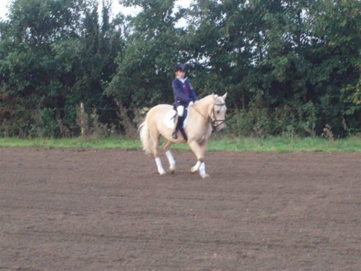 Palomino (vrk) skipper og maja<33 - Skipper og mig til stævne billede 5