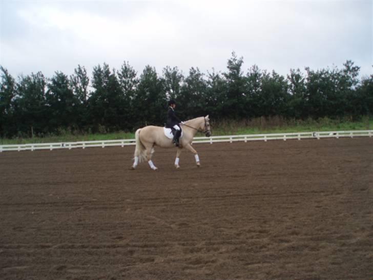 Palomino (vrk) skipper og maja<33 - Os to til stævne billede 7