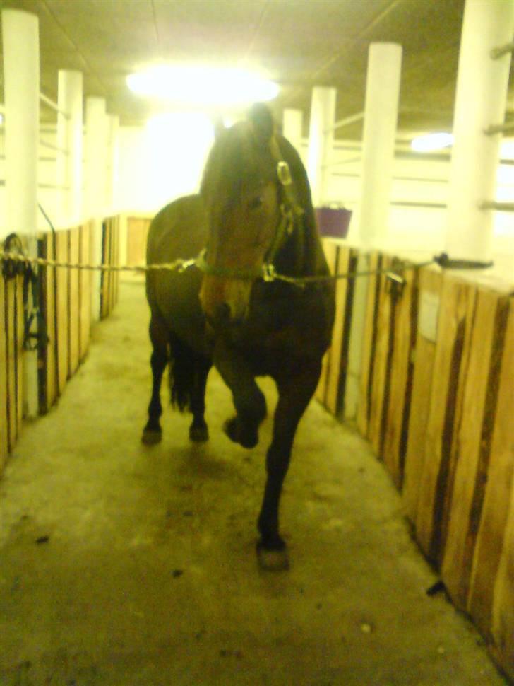 Anden særlig race Ronja 'gl. lånehest' - her er jeg så gen, igen, igen og atter igen:p billede 6