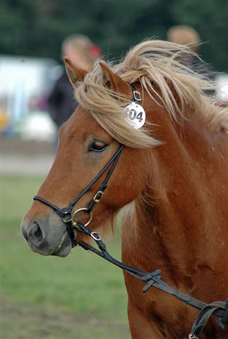 Islænder Tímon fra Korshøje  - Store Hestedag 2007. Nr2 i sin gruppe med karakterene 8/8. Foto: ChaosPhoto billede 19