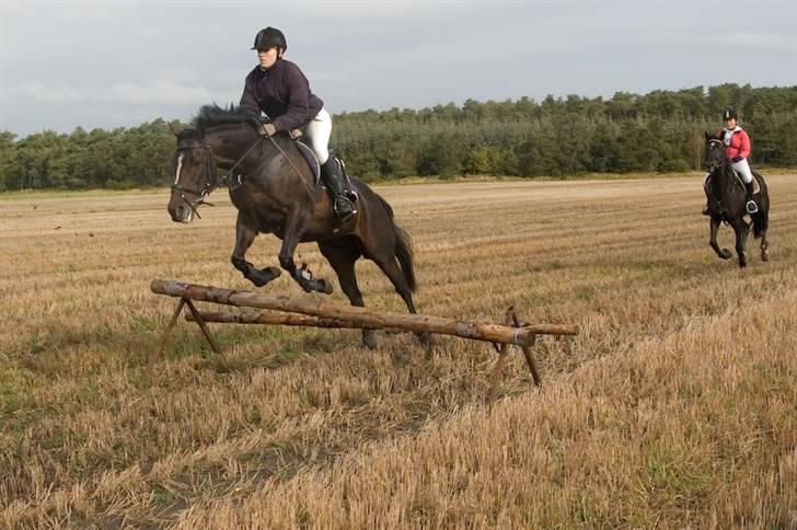 Fuldblod (XX) Killroy billede 8