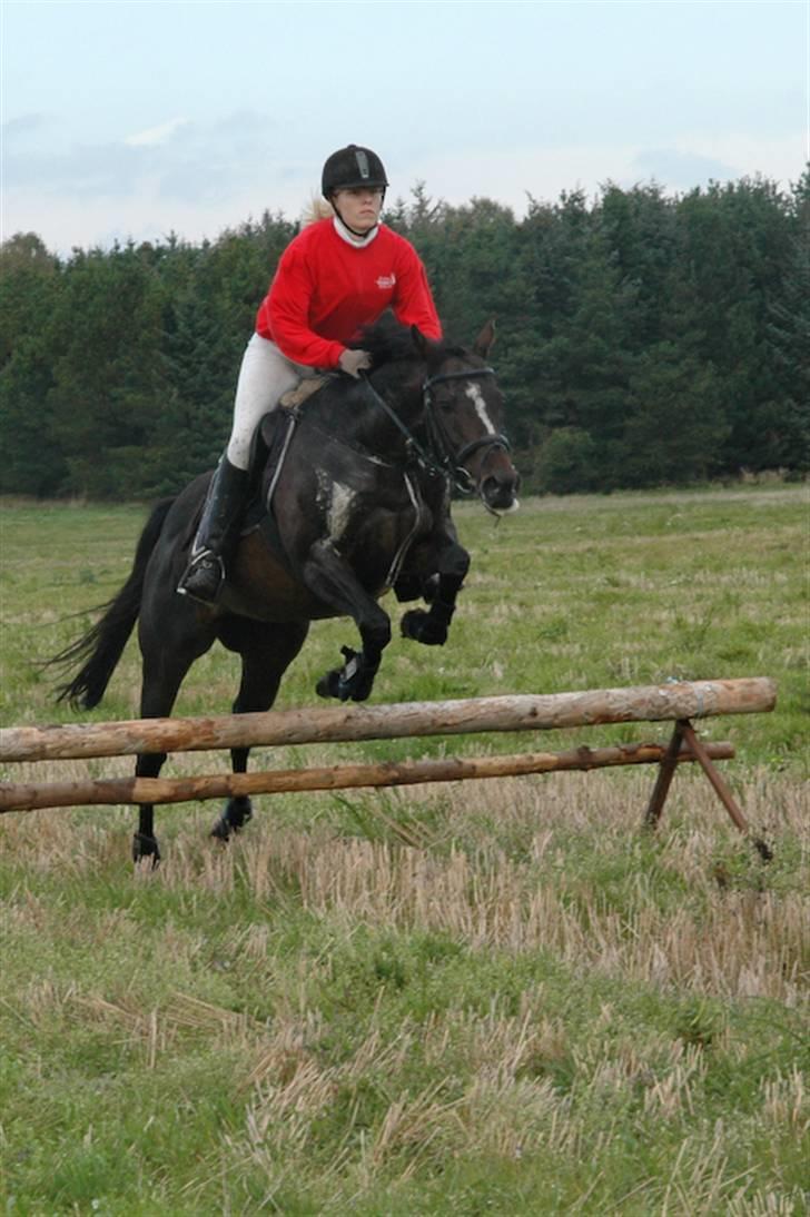 Fuldblod (XX) Killroy billede 9