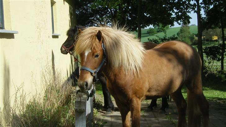 Islænder Tigull fra Rue - Tigull på sin 11 års føselsdag:)  billede 7