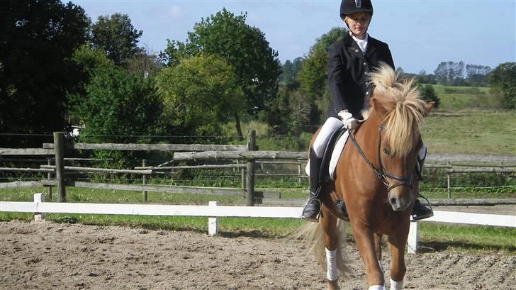Islænder Tigull fra Rue - Til vores 1. stævne, som bare gik super godt:) billede 10