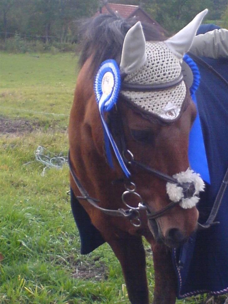 DSP Snit A-pony - Nr. 2 til Distriktsmesterskabet 2007 slået i omspringningen med kun 35/100 sek.! billede 11