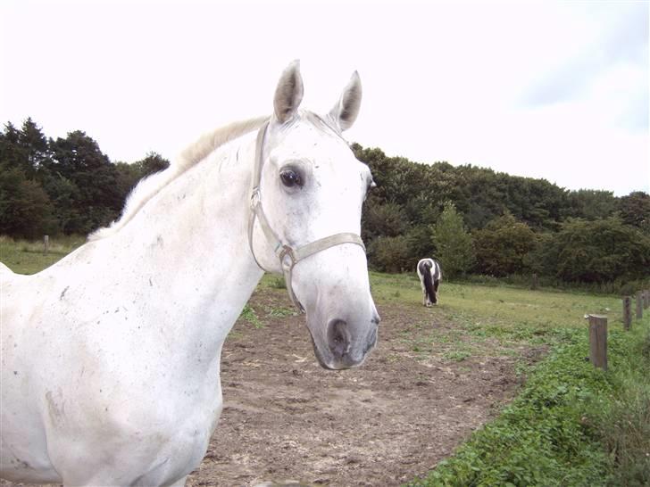 Anden særlig race *Pelle*(Pelle GRIS) billede 10