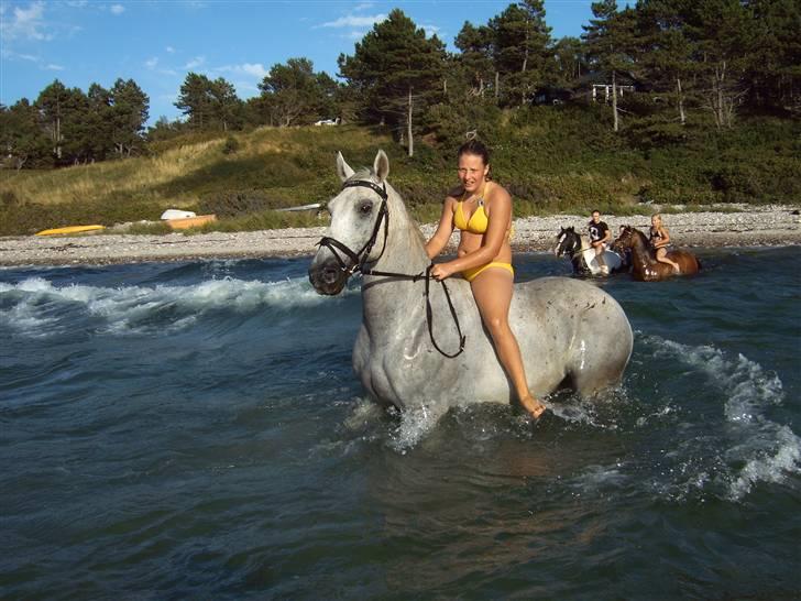 Anden særlig race *Pelle*(Pelle GRIS) billede 11