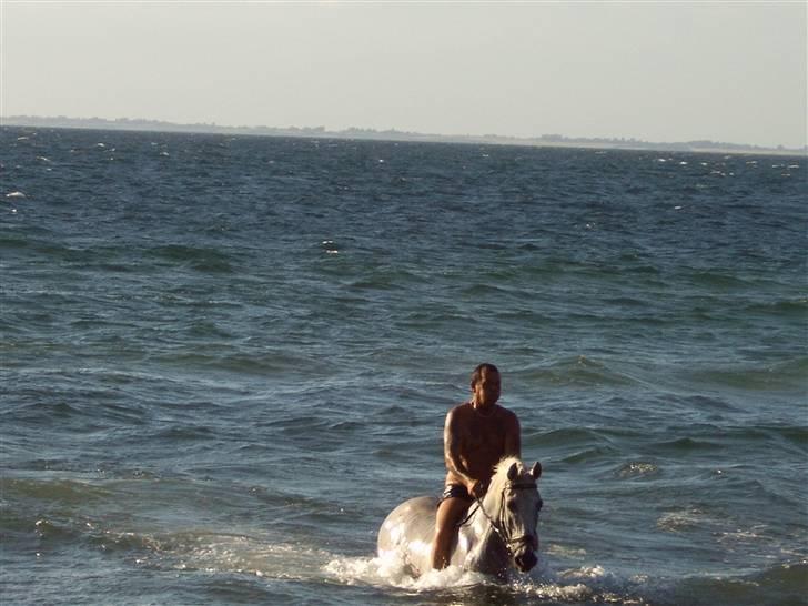 Anden særlig race *Pelle*(Pelle GRIS) billede 12