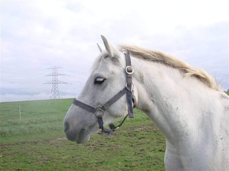 Connemara pilgaard`s silver stone  - Lige et hoved billede billede 13