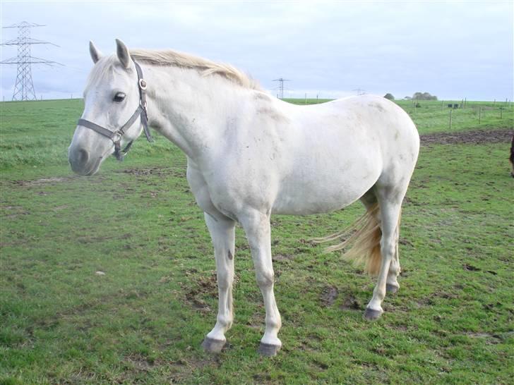 Connemara pilgaard`s silver stone  - På fold<3 billede 14