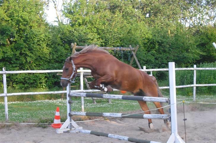 Welsh Pony (sec B) Bakkegaardens Aladdin SOLGT - løsspring sommerferien 09 billede 20