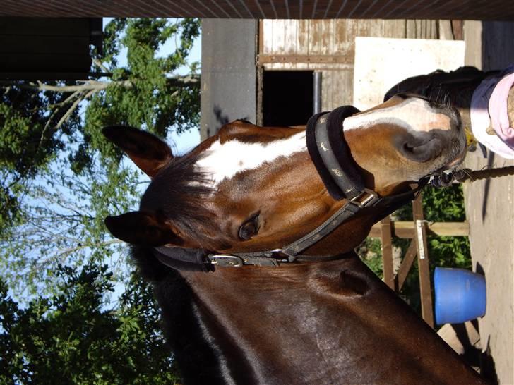 Oldenborg Usolan af Hvarre - Solgt billede 6