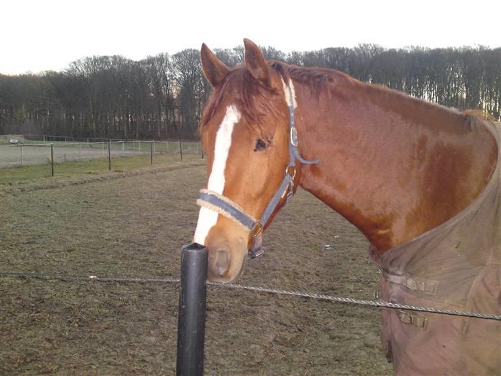 Anden særlig race sebastian - sebastian billede 3