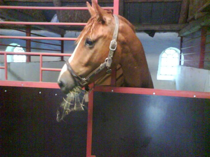 Anden særlig race sebastian - i sin box billede 4