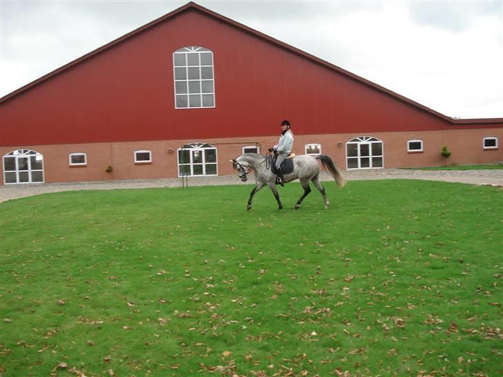 Anden særlig race Million Dollar Baby SOLGT - 1/10 træning hjemme billede 9