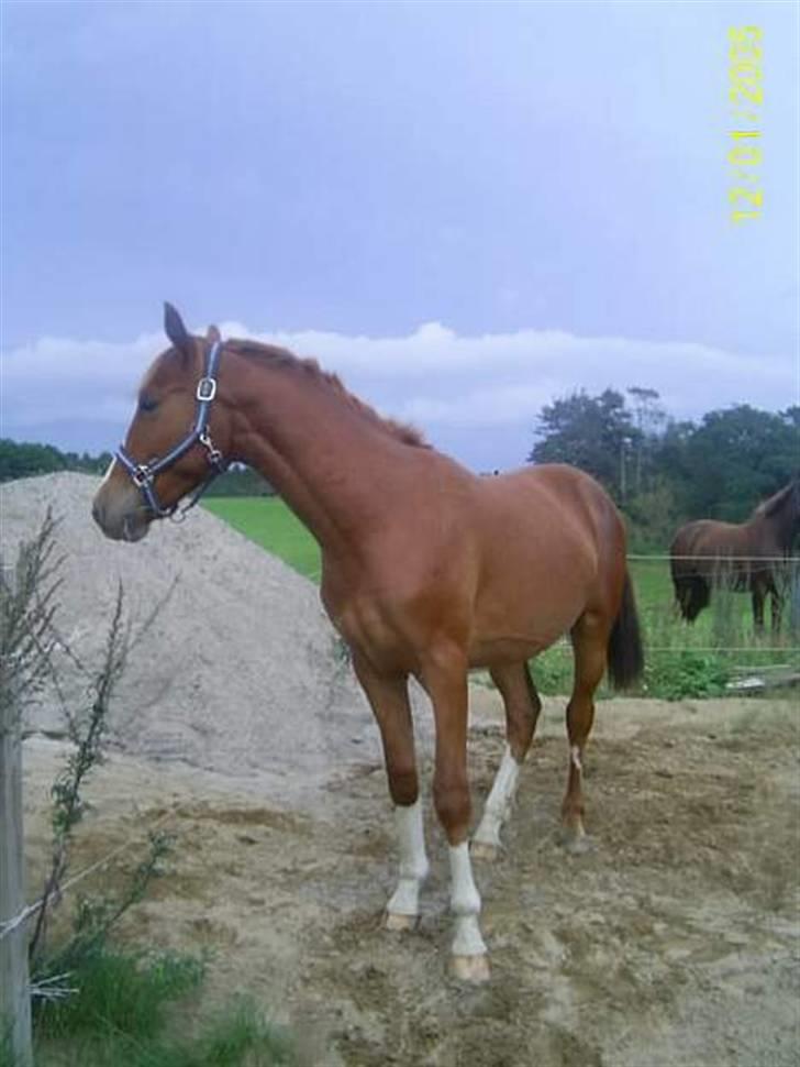 Anden særlig race sebastian - sebastian kun 2 år gammel billede 11