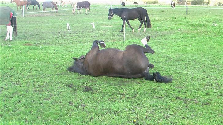 Irsk Sportspony Admiral Charo'  - Nu kan vi rulle... dejligt billede 6