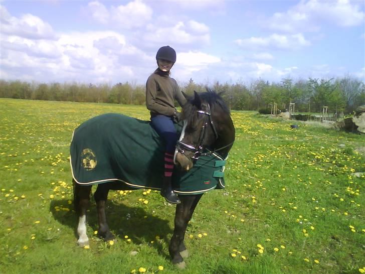 Irsk Sportspony Admiral Charo'  - En dejlig dag i Maj hjemme på vores egen mark.. ;) billede 7