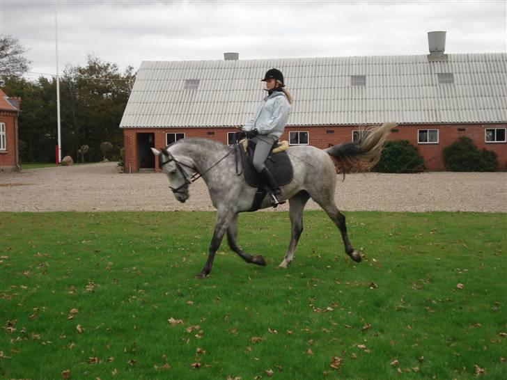 Anden særlig race Million Dollar Baby SOLGT - falder en del på forpaten, men vi øver ( : billede 10