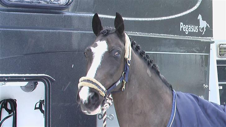 Irsk Sportspony Admiral Charo'  - Så skal vi sadle op til distriktstævne i Herning den 3. februar 2008 - I snevejr !! billede 16