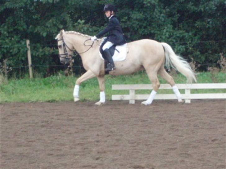 Palomino (vrk) skipper og maja<33 - skipper til stævne billede 9