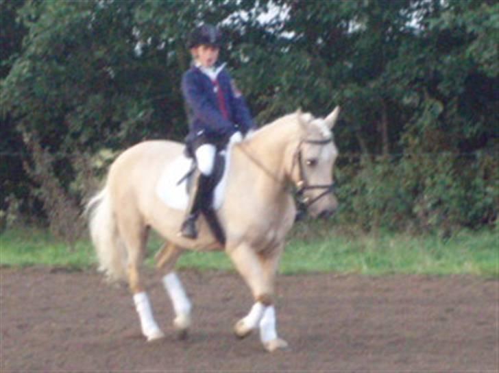 Palomino (vrk) skipper og maja<33 - Skipper og mig til stævne billede 10