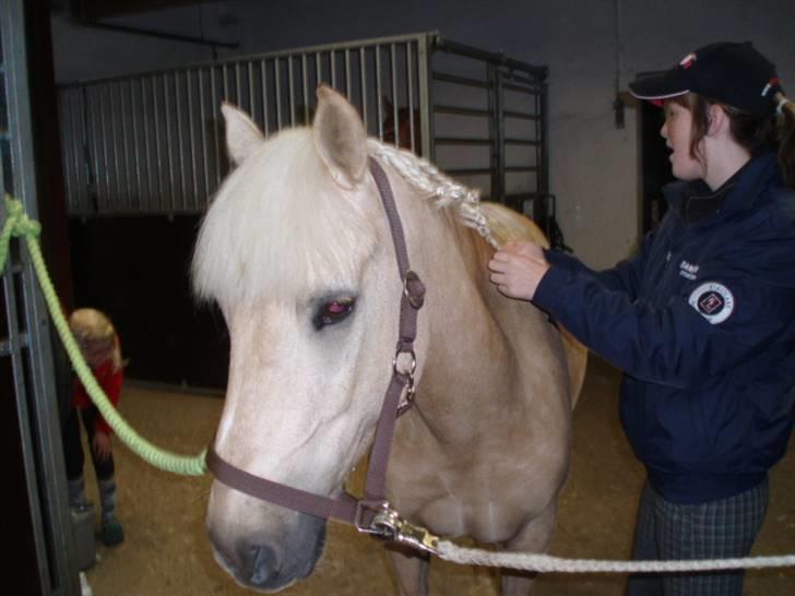 Palomino (vrk) skipper og maja<33 - Skipper der bliver gjort klar til stævne billede 11