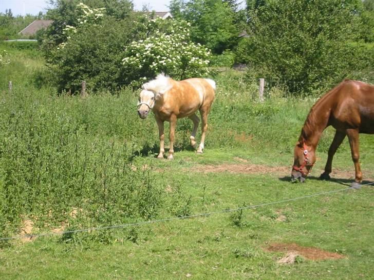 Palomino (vrk) skipper og maja<33 - Skipper og Amedeus billede 13