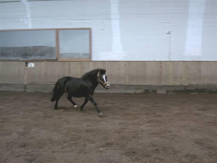 Anden særlig race spitco (SOLGT) - løs med thamara (fri tarv) billede 8