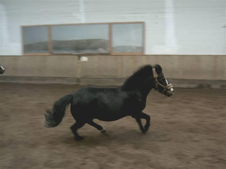 Anden særlig race spitco (SOLGT) - fuld fart og bukke spring billede 9