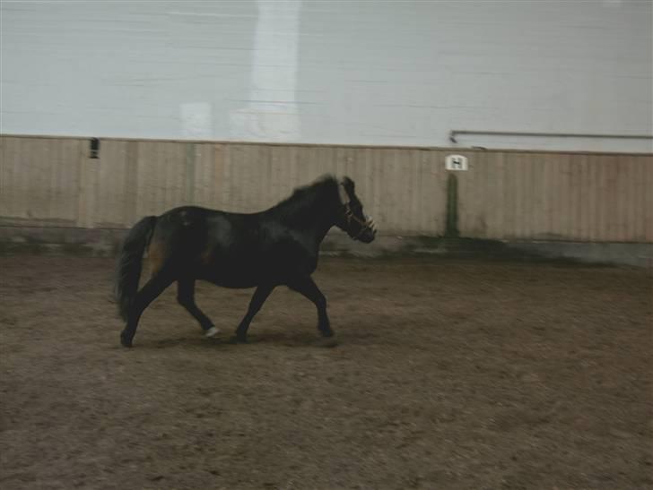 Anden særlig race spitco (SOLGT) - se han kan godt træde helt op under sig selv billede 10