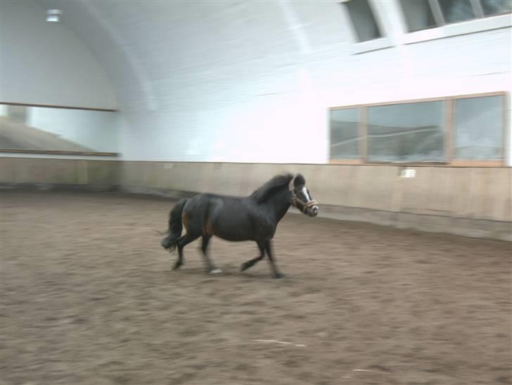 Anden særlig race spitco (SOLGT) - er lige ved at være lidt træt billede 11