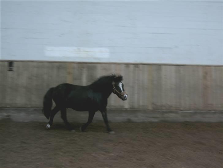 Anden særlig race spitco (SOLGT) - spitco billede 13