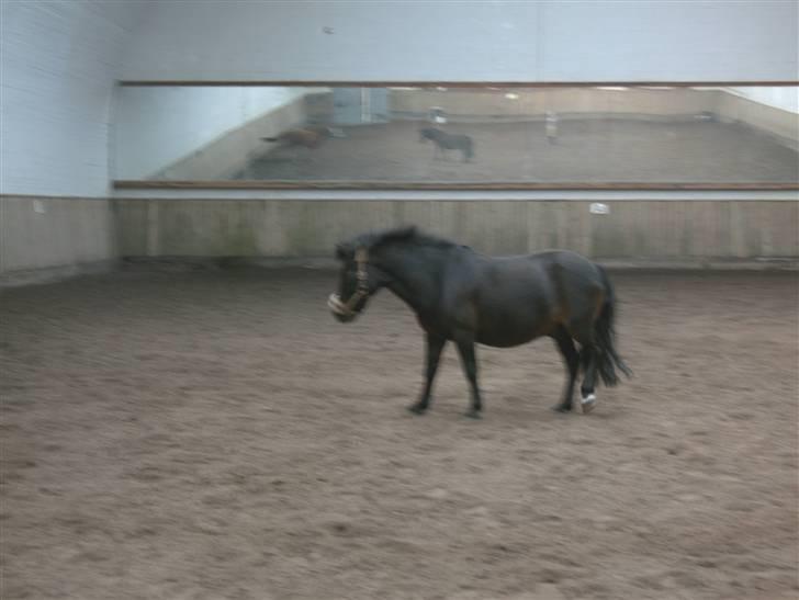 Anden særlig race spitco (SOLGT) - den lille tukke pony billede 14