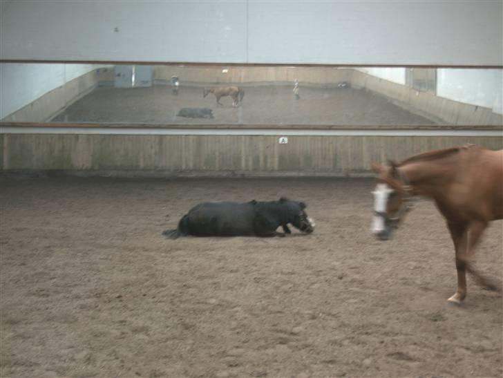 Anden særlig race spitco (SOLGT) - rulle billede 15