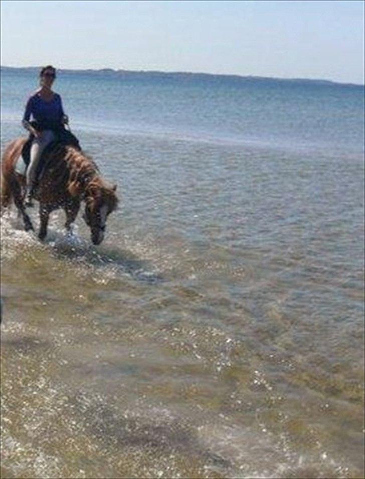 Haflinger Hjorthekærs Ferrari - Langfart 29 april 2011 start grevinge, red over lyngen, lumsås og klint endte i rørvig billede 18