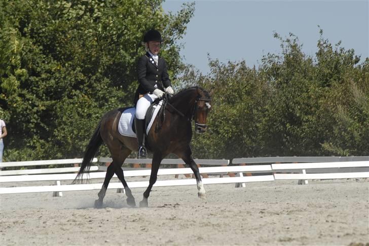 Welsh Pony (sec B) Skovbjergs Marcus(Solgt) - Hestiva l2008 billede 19