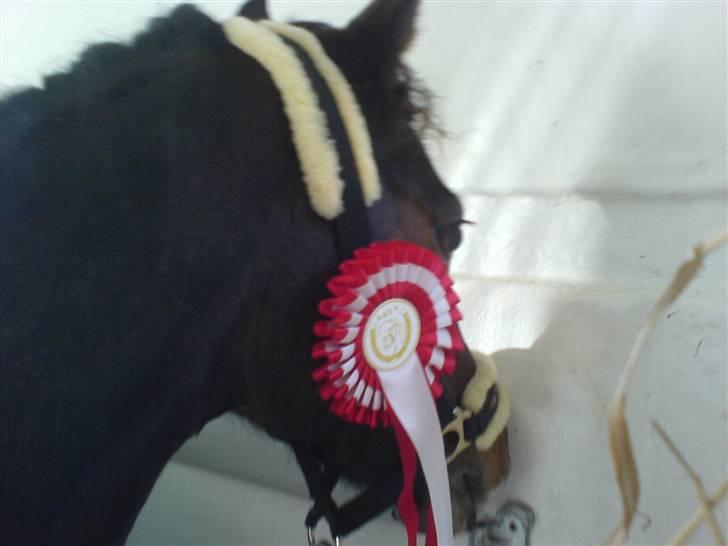 Welsh Pony (sec B) Skovbjergs Marcus(Solgt) - efter stævnet på greve  billede 20