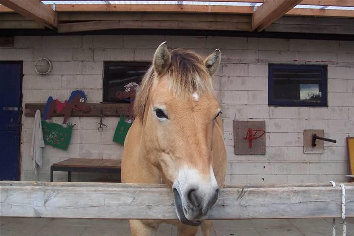 Anden særlig race Tyson <3 Miss ya' <3 - Heej og velkommen til tyson profil <33 Foto: Mig billede 1