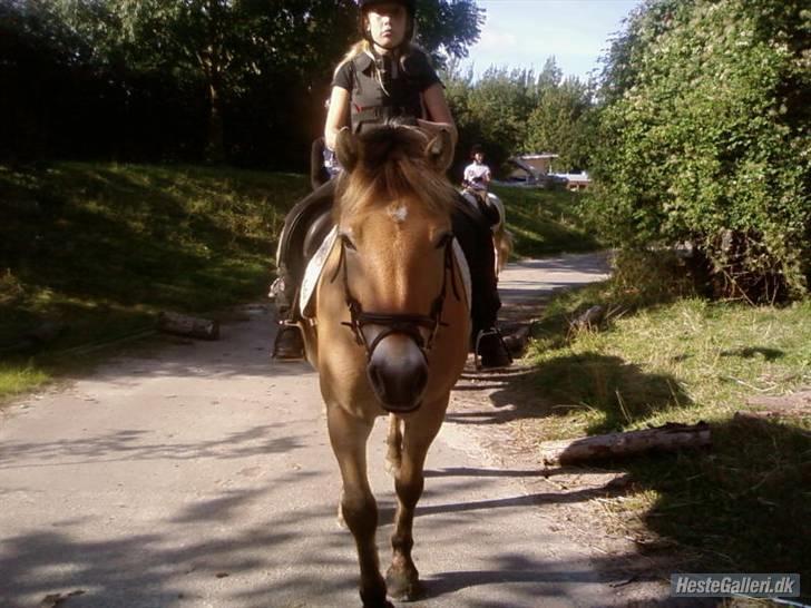 Anden særlig race Tyson <3 Miss ya' <3 - Rider Foto: Nikoline billede 2