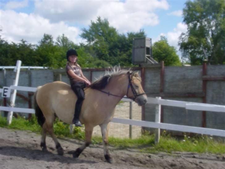 Anden særlig race Tyson <3 Miss ya' <3 - Uden sadel var ikke så god til at ride der :) Foto: Ridelære Annny billede 3