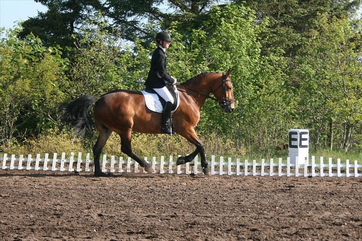 Anden særlig race Valentin af Rosenholm  - pinsestævne 2010 billede 16