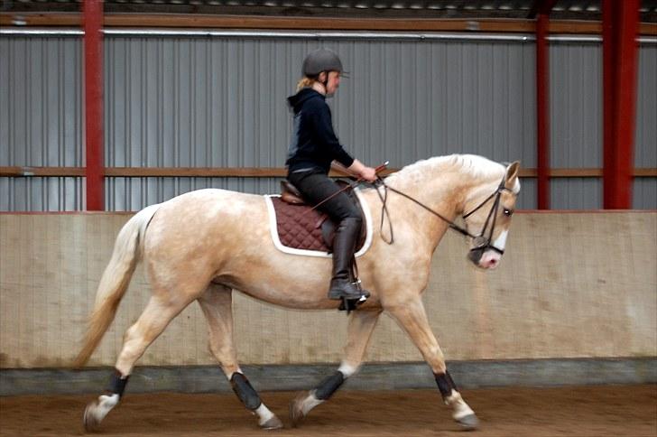 Palomino Axell's Fleetwood - 6 gang med rytter i hallen. billede 2